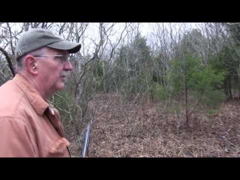 Winchester Model 1886 Christmas Tree Hunt